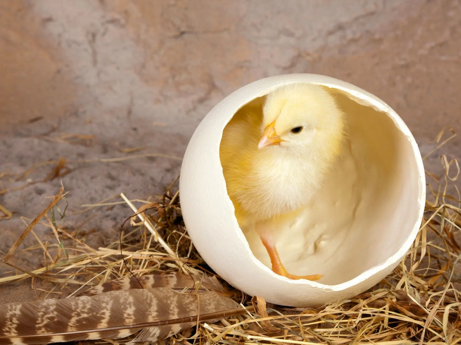 Fotos de pollito saliendo de su cascarón Mejores fotos del mundo ...