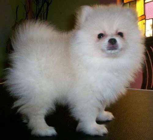 Fotos de Pomerania blanco cachorritos - Quintana Roo - Animales ...