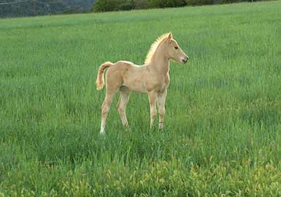 Fotos de ponis bebés - Imagui