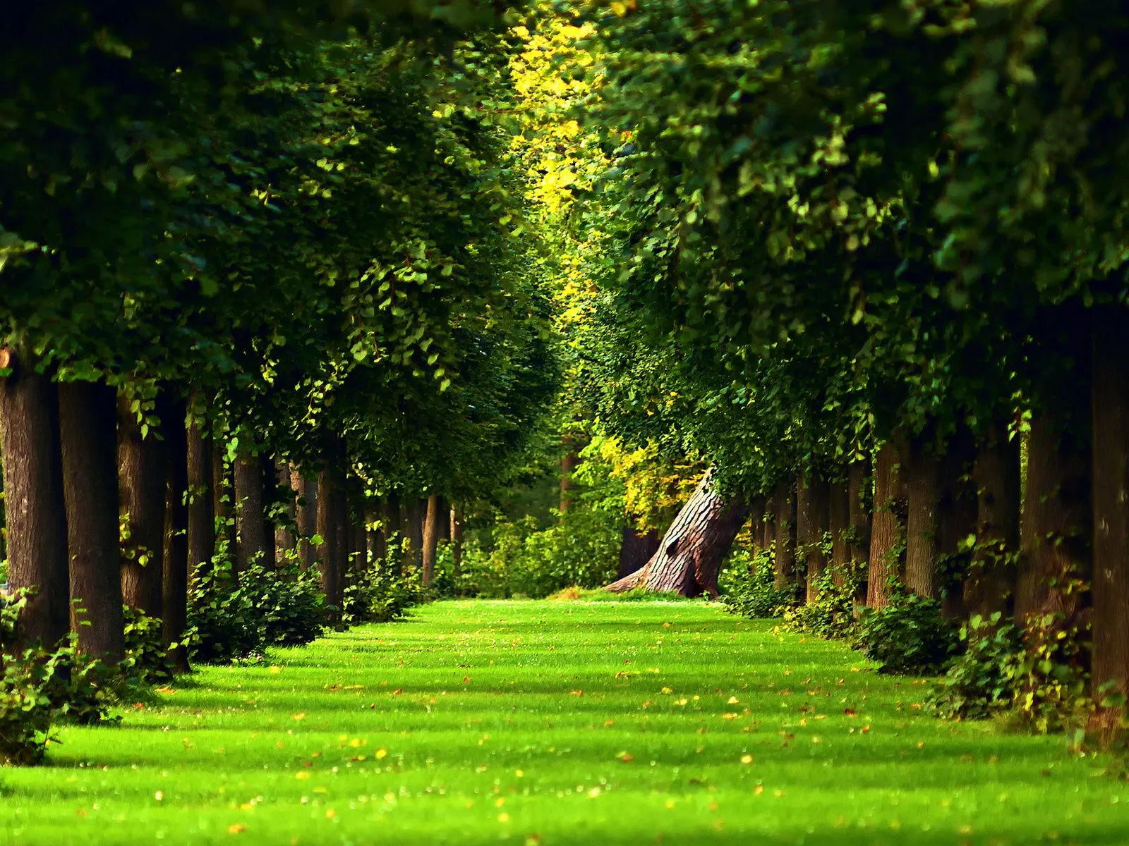 fotos de prado de arboles para facebook ~ Mejores Fotos del Mundo ...