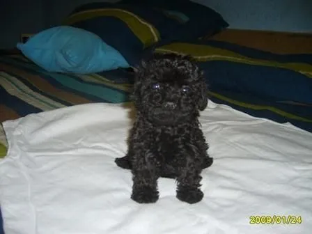 Perros french poodle negros grandes - Imagui