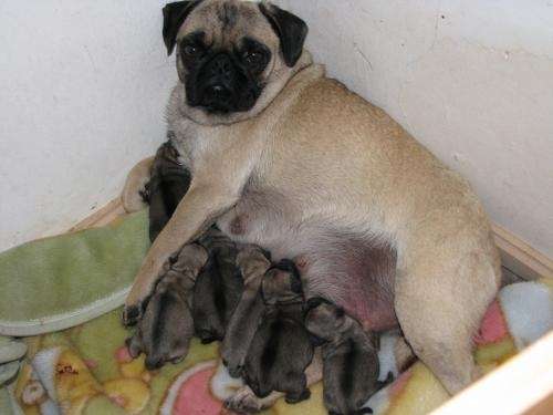 Imagenes pug bebés - Imagui