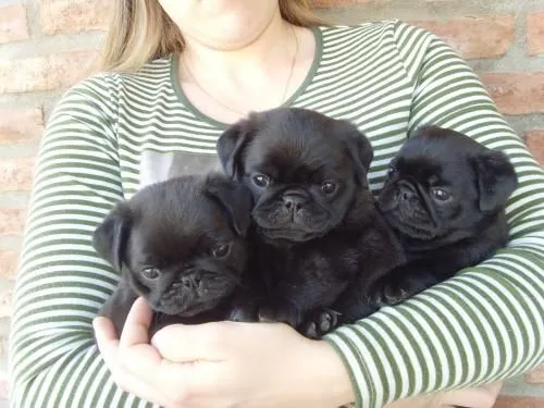 Fotos de Pug Carlino Cachorros - Córdoba - Animales / Mascotas