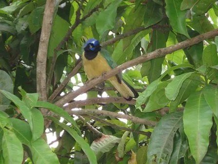 TUS FOTOS: QUERREQUERRE (Cyanocorax yncas) en Caracas, Venezuela ...