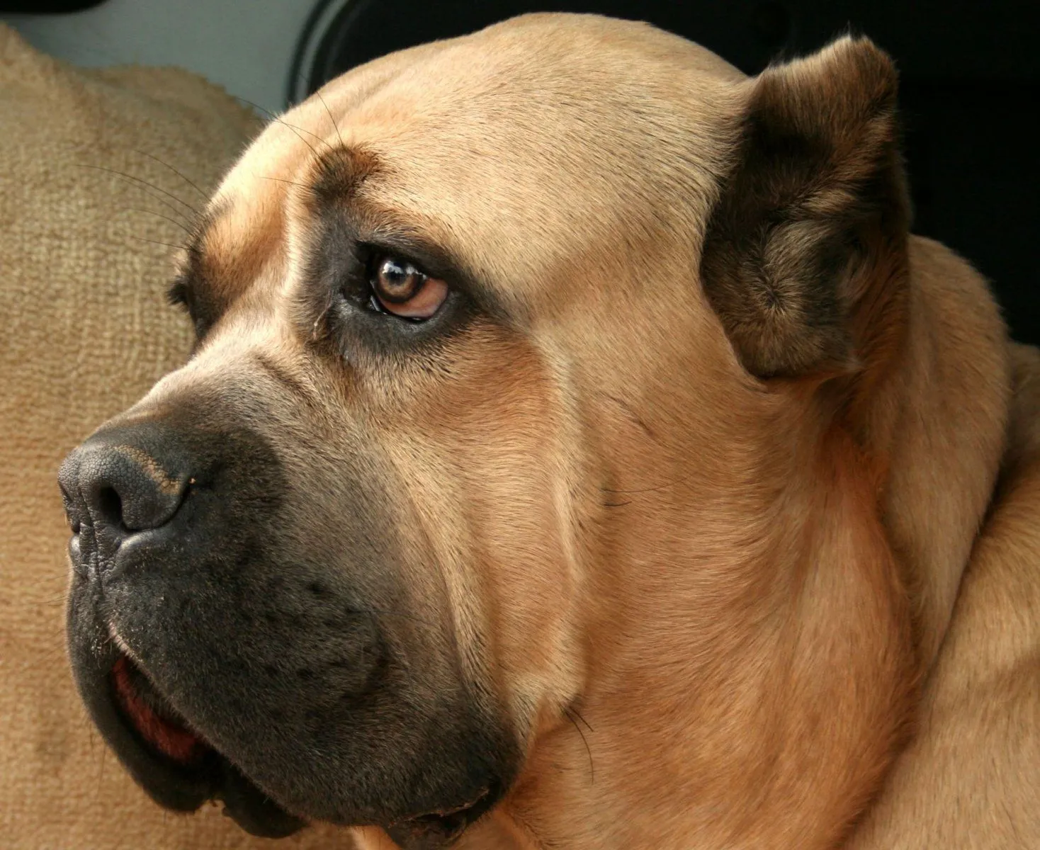 Fotos de razas de perros. PerrosAmigos.