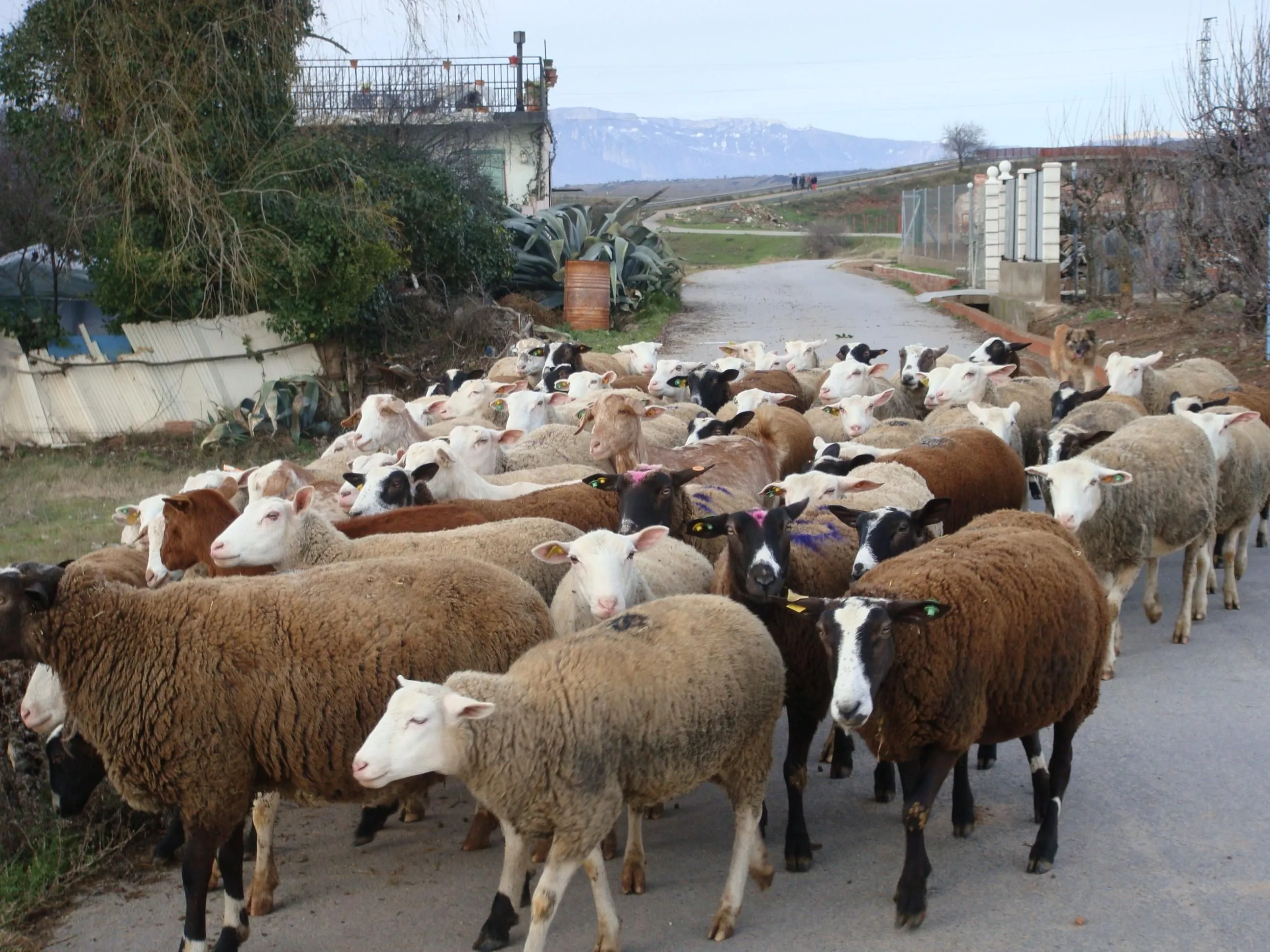 Fotos REBAÑO DE VACAS Y OVEJAS de pacasapena | Objetivo Rioja