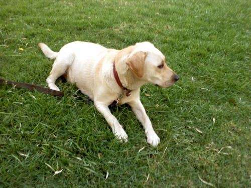 Fotos de Regalo cachorros mezcla labrador-siberiano - Región ...