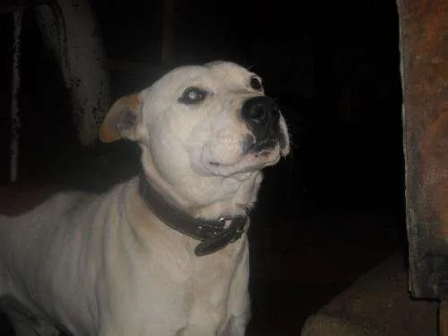 Fotos de regalo perro pitbull blanco con manchas cafe - Valparaíso ...