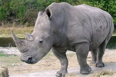 Fotos de Rinocerontes (Rhinocerotidae) - Son una familia de ...