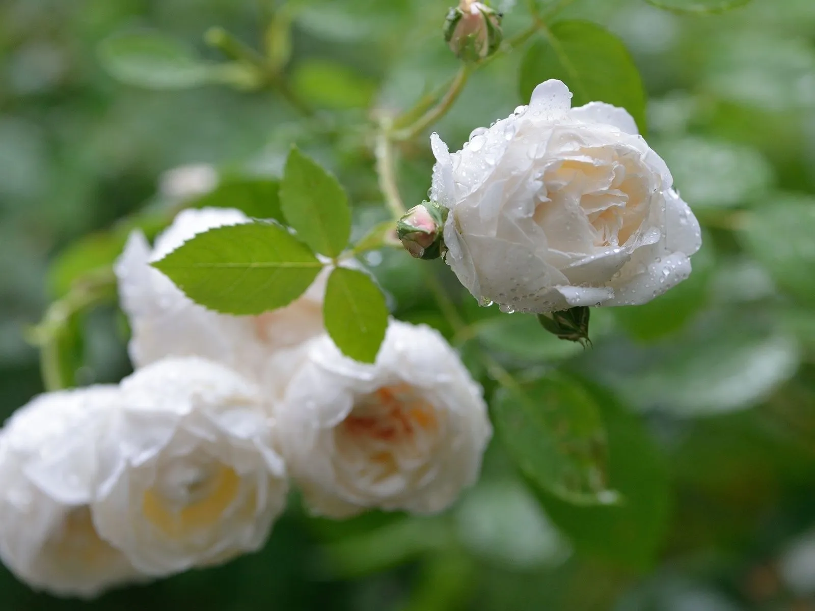 Fotos de rosa blanca para facebook ~ Mejores Fotos del Mundo ...