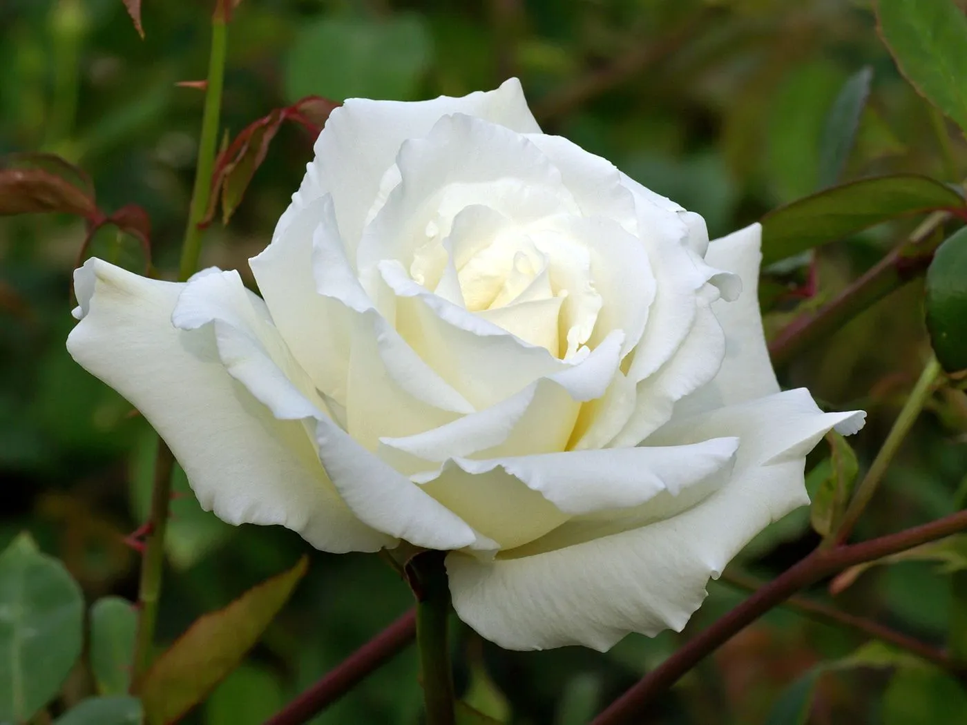 Fotos de rosas blancas para el amor ~ Mejores Fotos del Mundo ...