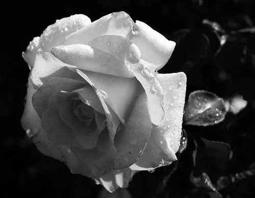 FOTOS DE ROSAS EN BLANCO Y NEGRO - Imagui