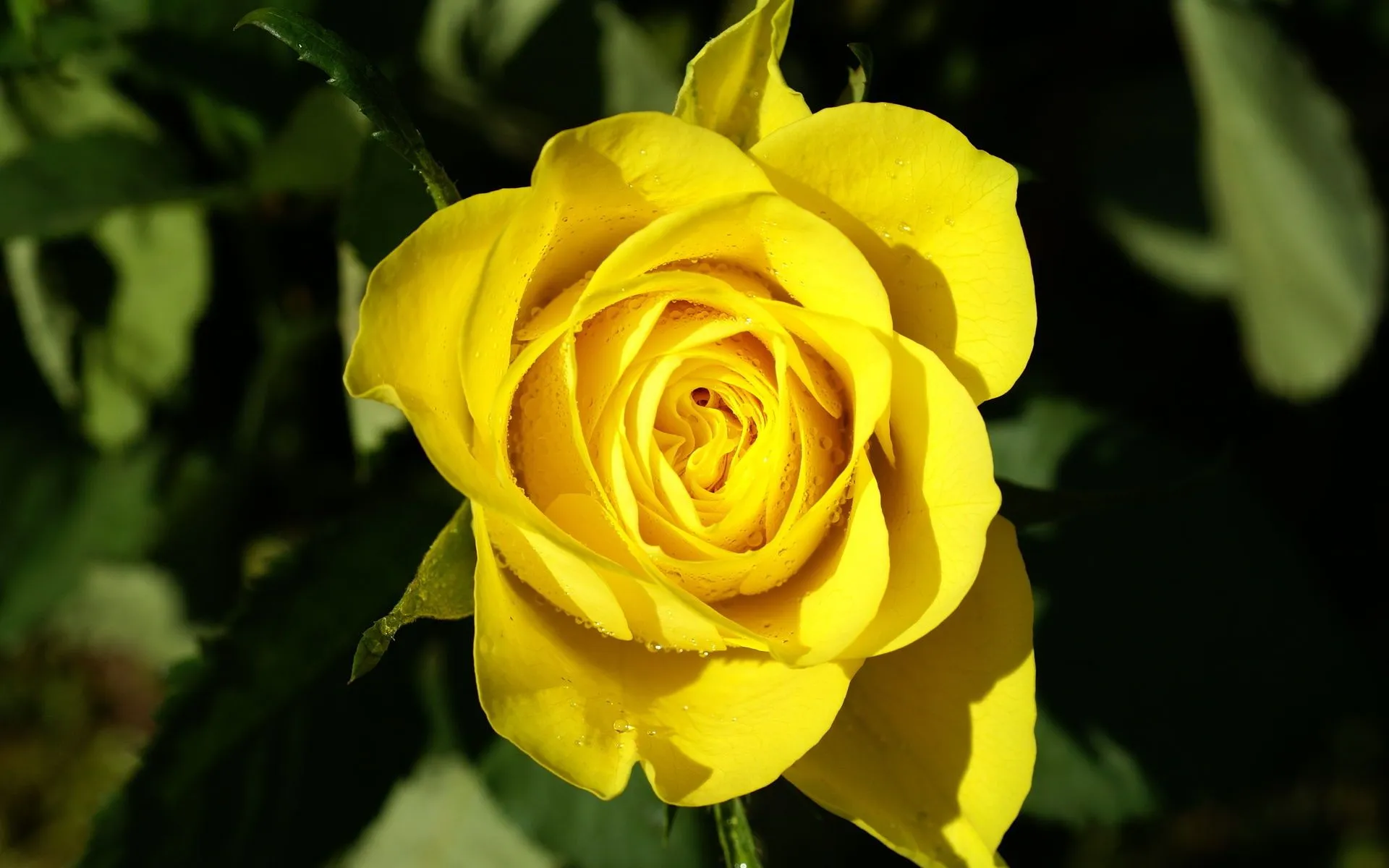 Fotos de rosas en cielo azul para fondo de pantalla, rosas màs bellas