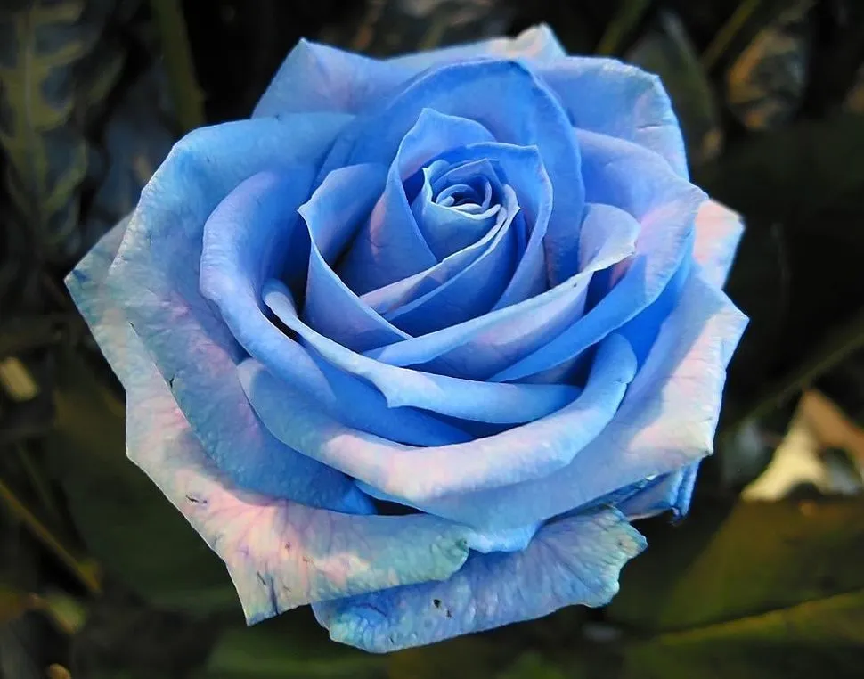 Fotos de rosas. Imágenes de rosas. Rosas rojas, azules, blancas, ...