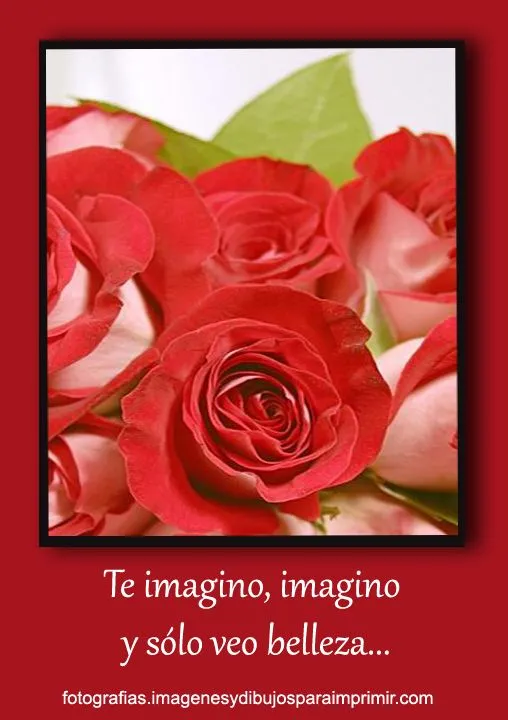 Fotos de rosas rojas para facebook - Fotografias y fotos para imprimir