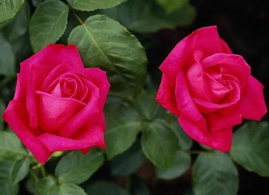 Rosas rojas gratis - Imagui