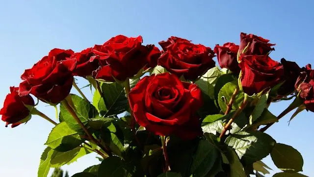 Fotos de rosas rojas HD - Imagui