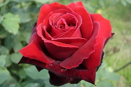 Fotos de rosas rojas hermosas - Imagui