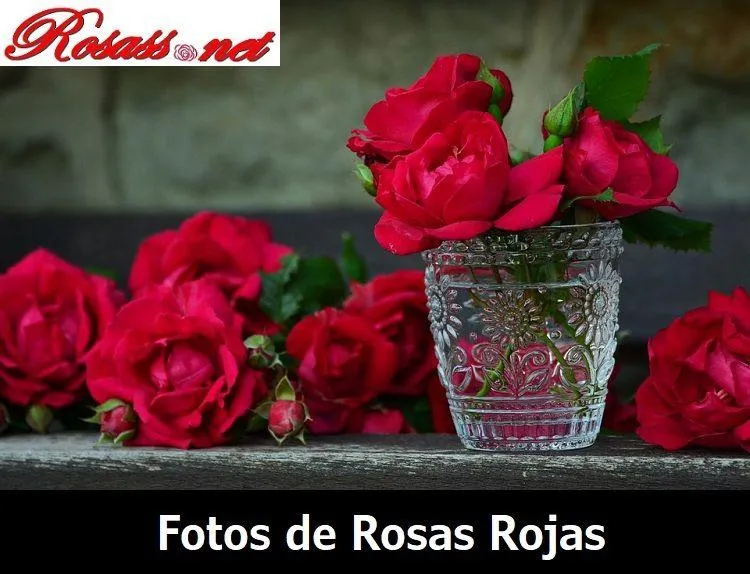 ⊛ FOTOS DE ROSAS ROJAS 【 Imágenes de Rosas Rojas Bonitas 】