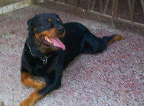 Fotos de Rottweiler, en adopción-macho de 6 años en Santa Fe ...