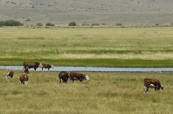 Fotos de Sarmiento: Vacas pastando