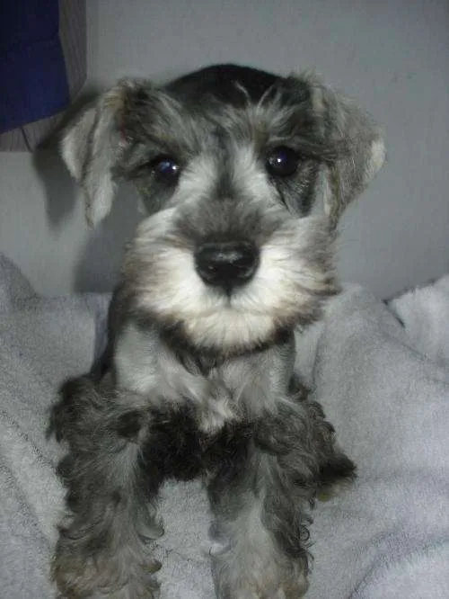 Fotos de Schnauzer Mini Sal y Pimienta - Buenos Aires - Animales ...