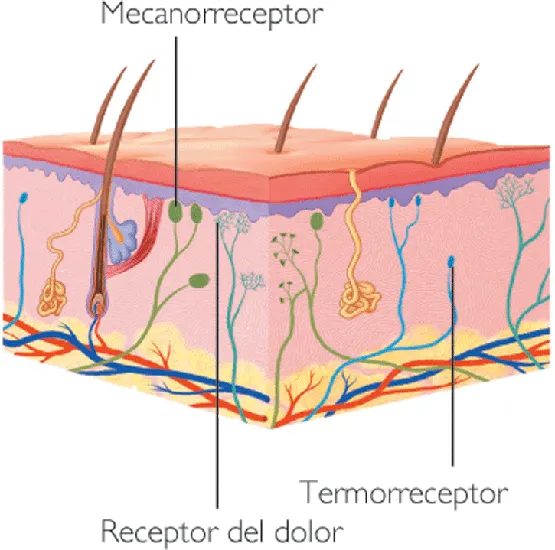 DiverClara: Sentido del tacto