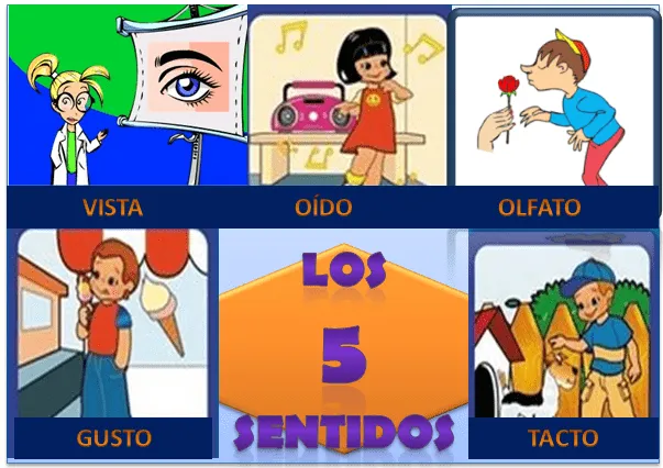 Los cinco sentidos con sus dibujos - Imagui