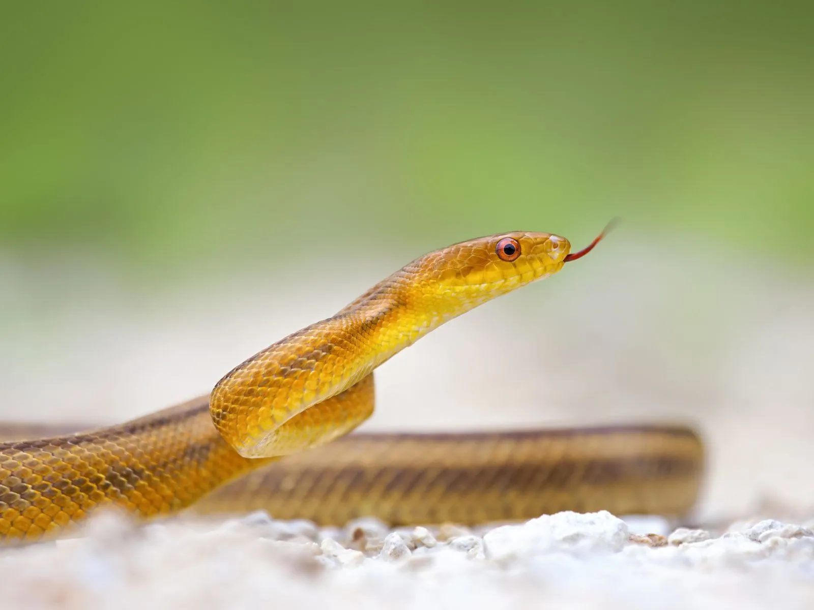 Fotos de serpiente amarillo para facebook Mejores fotos del mundo ...