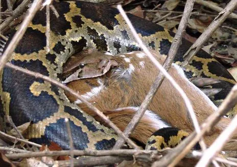 Fotos de Serpientes Constrictor (Tragavenado) consumiendo animales ...