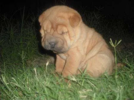 Bebés sharpei - Imagui