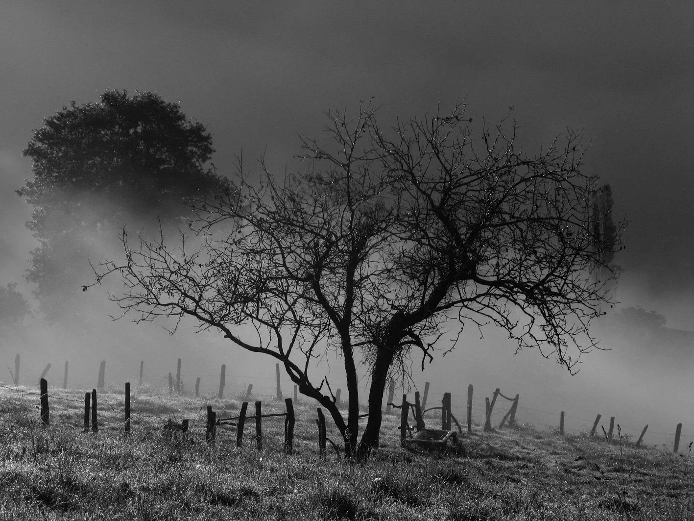 Les fotos de Teo: Seronda en grises (I)