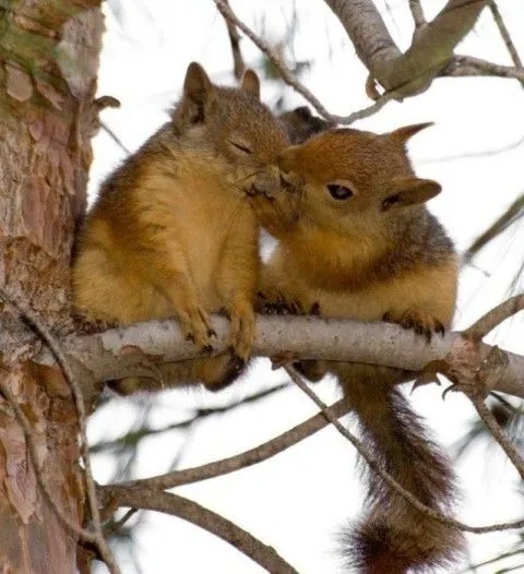 Fotos muy tiernas de animales: Imagenes Tiernas | Fotos Tiernas | Amor