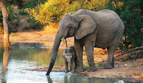 Fotos tiernas de elefante - Imágenes graciosas y divertidas