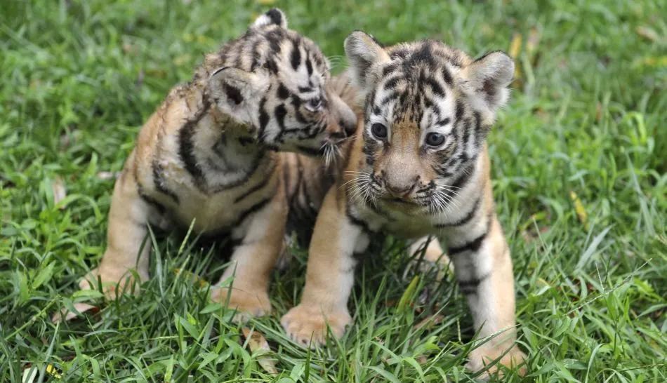 FOTOS: los tiernos animales bebes que buscan sobrevivir a la ...