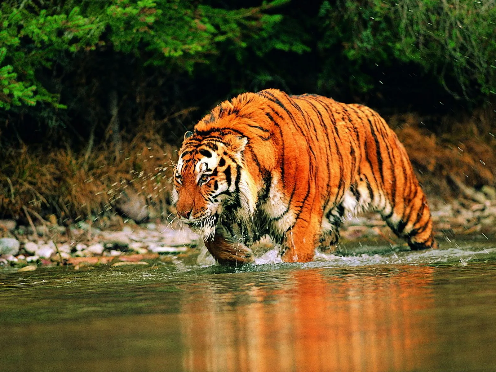 fotos de tigre en el agua para facebook | Imágenes y Fotos de Amor ...