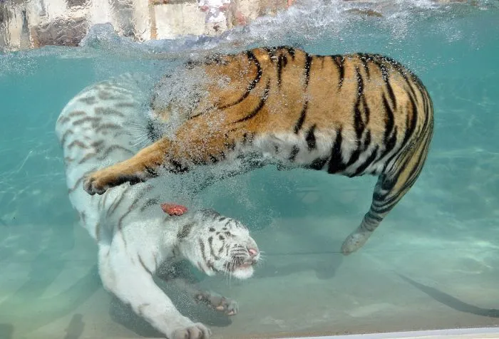 Fotos del Tigre blanco, excelentes imagenes... - Taringa!