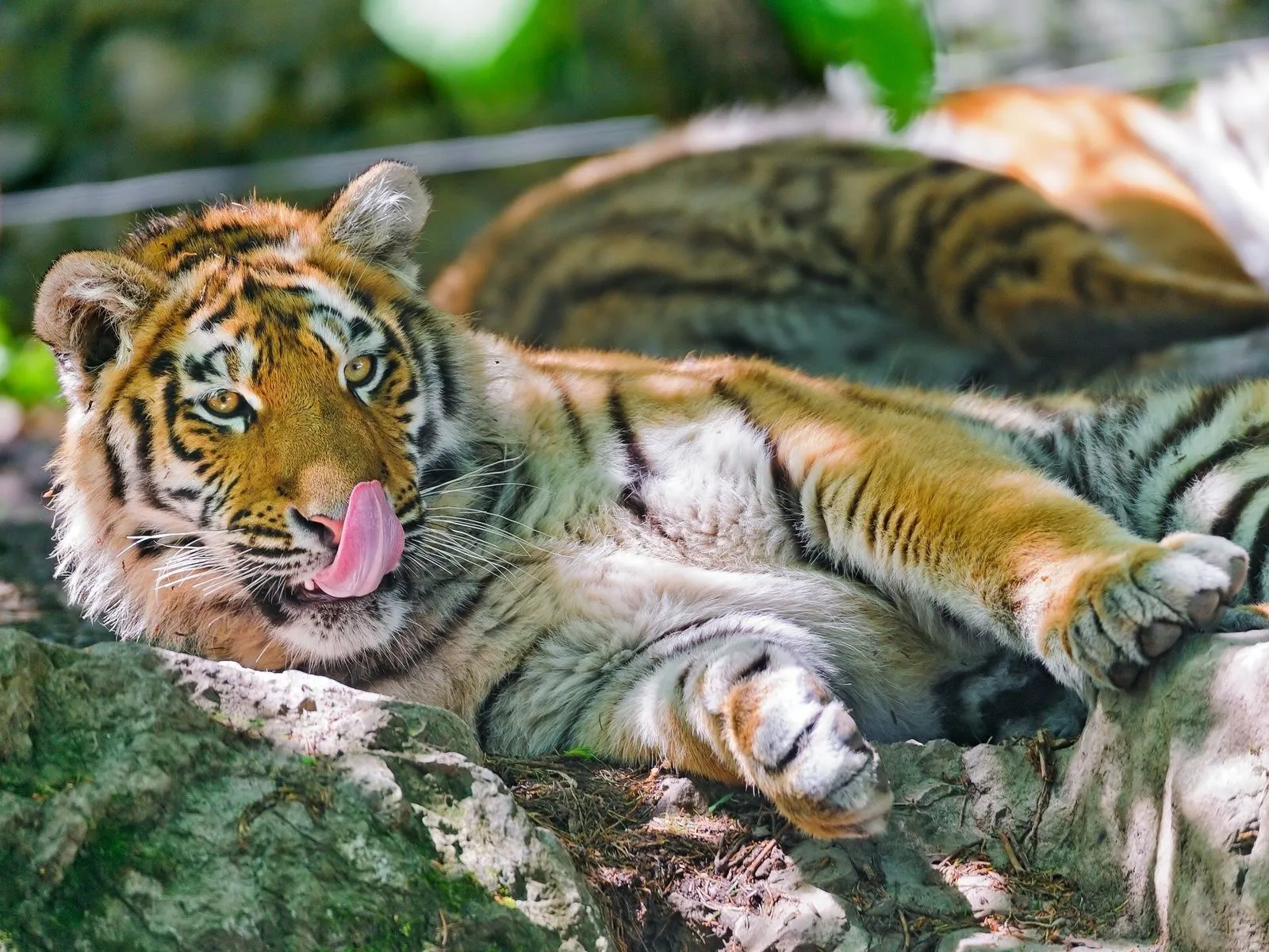 Fotos de tigre con lengua afuera para facebook | Imágenes y Fotos ...