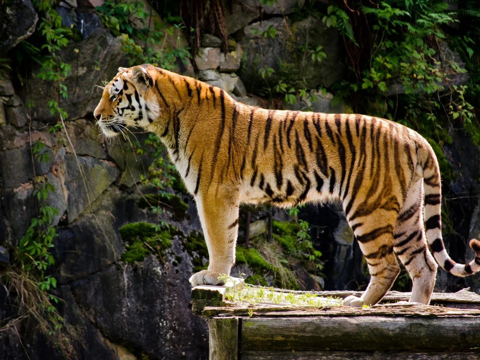 Fotos de tigre ~ Mejores Fotos del Mundo | Fotografías de bonitas ...