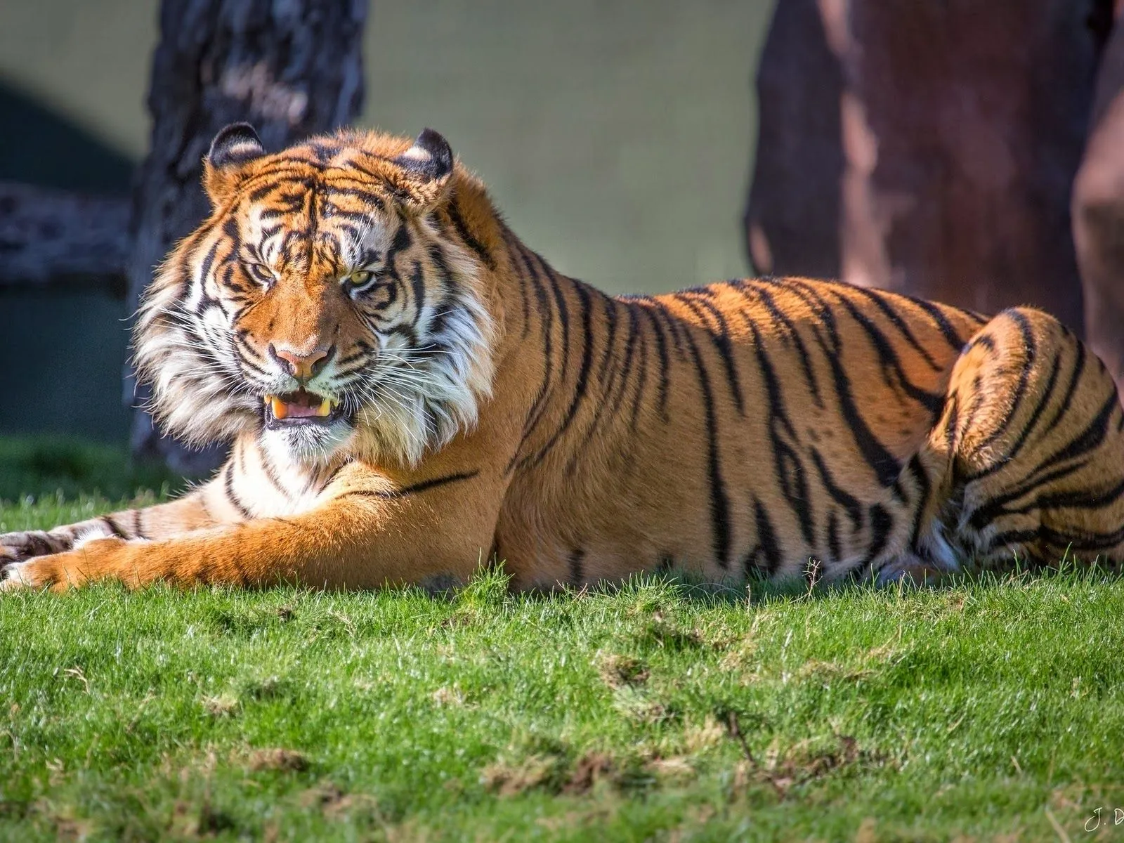 Fotos de tigre salvaje ~ Mejores Fotos del Mundo | Fotografías de ...