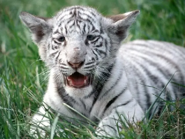 Fotos de tigres bebés - Imagui