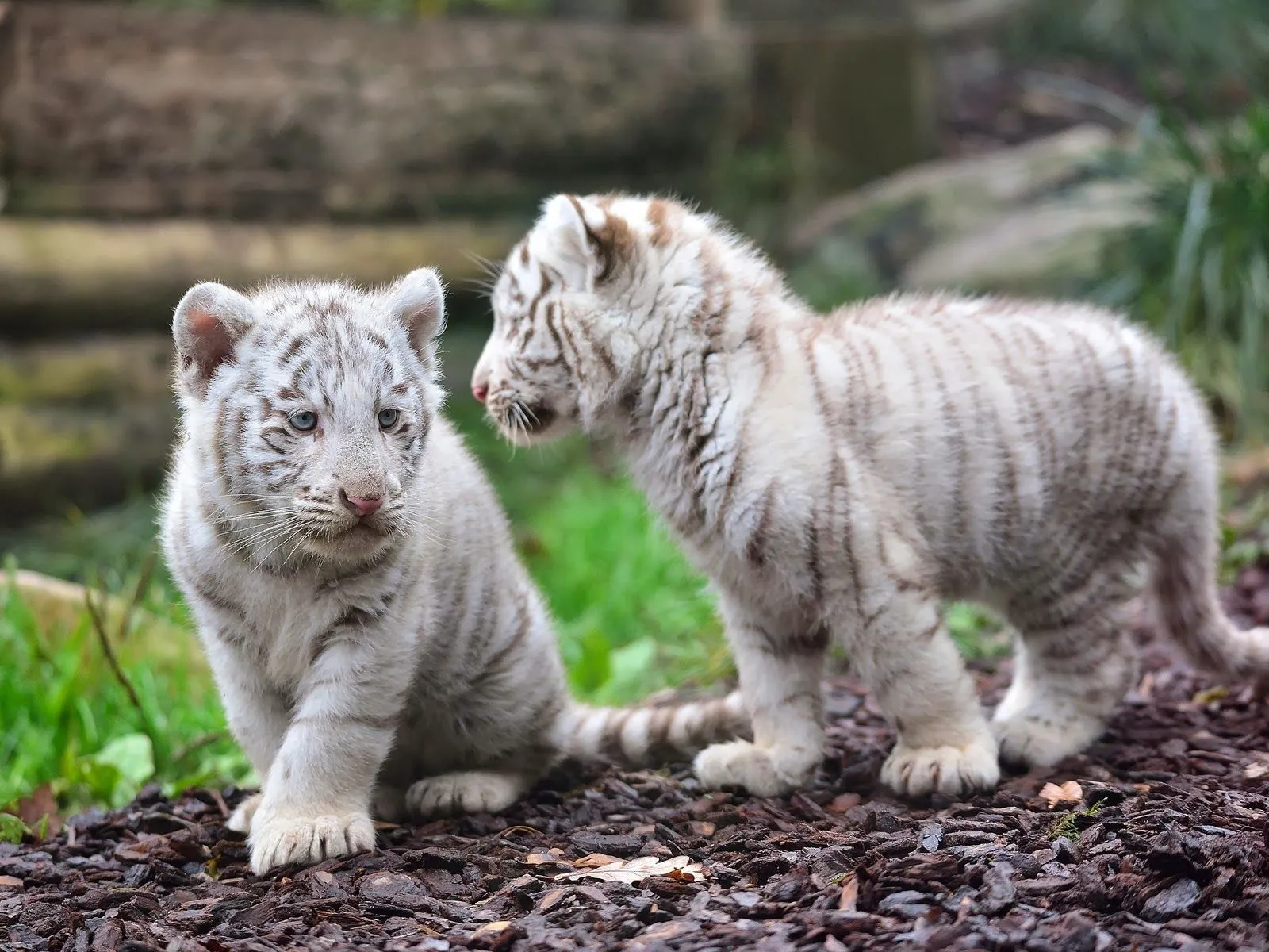 Fotos de tigres blancos ~ Mejores Fotos del Mundo | Fotografías de ...