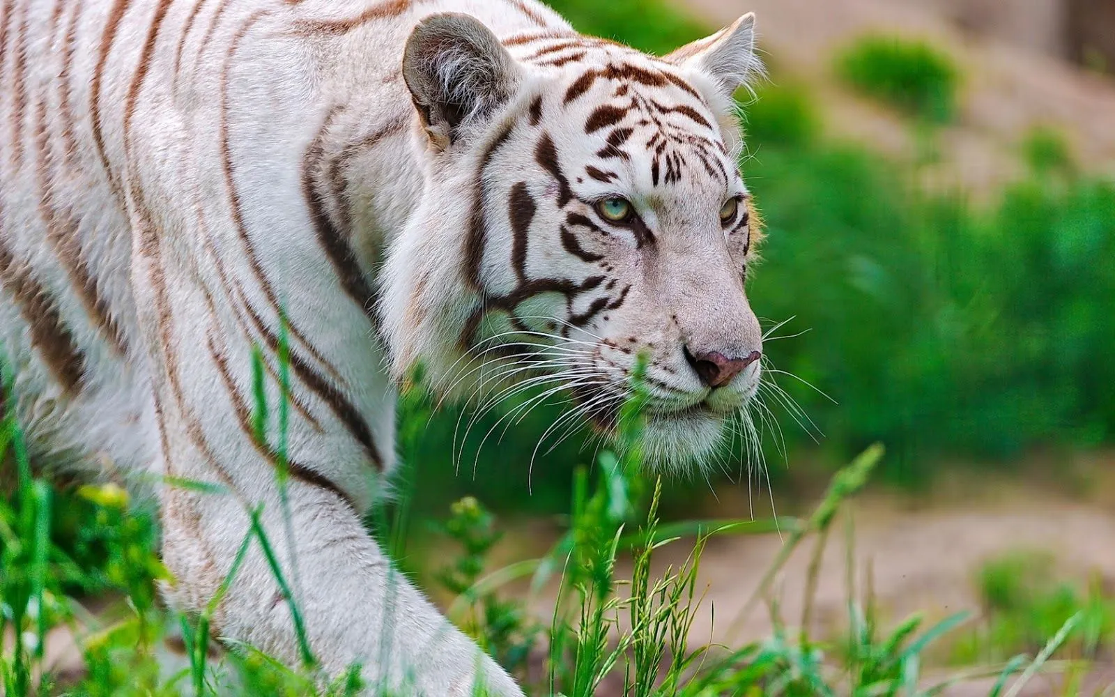 Fotos de Tigres en HD - Imagenes de Pantheras Tigris | Fotos e ...