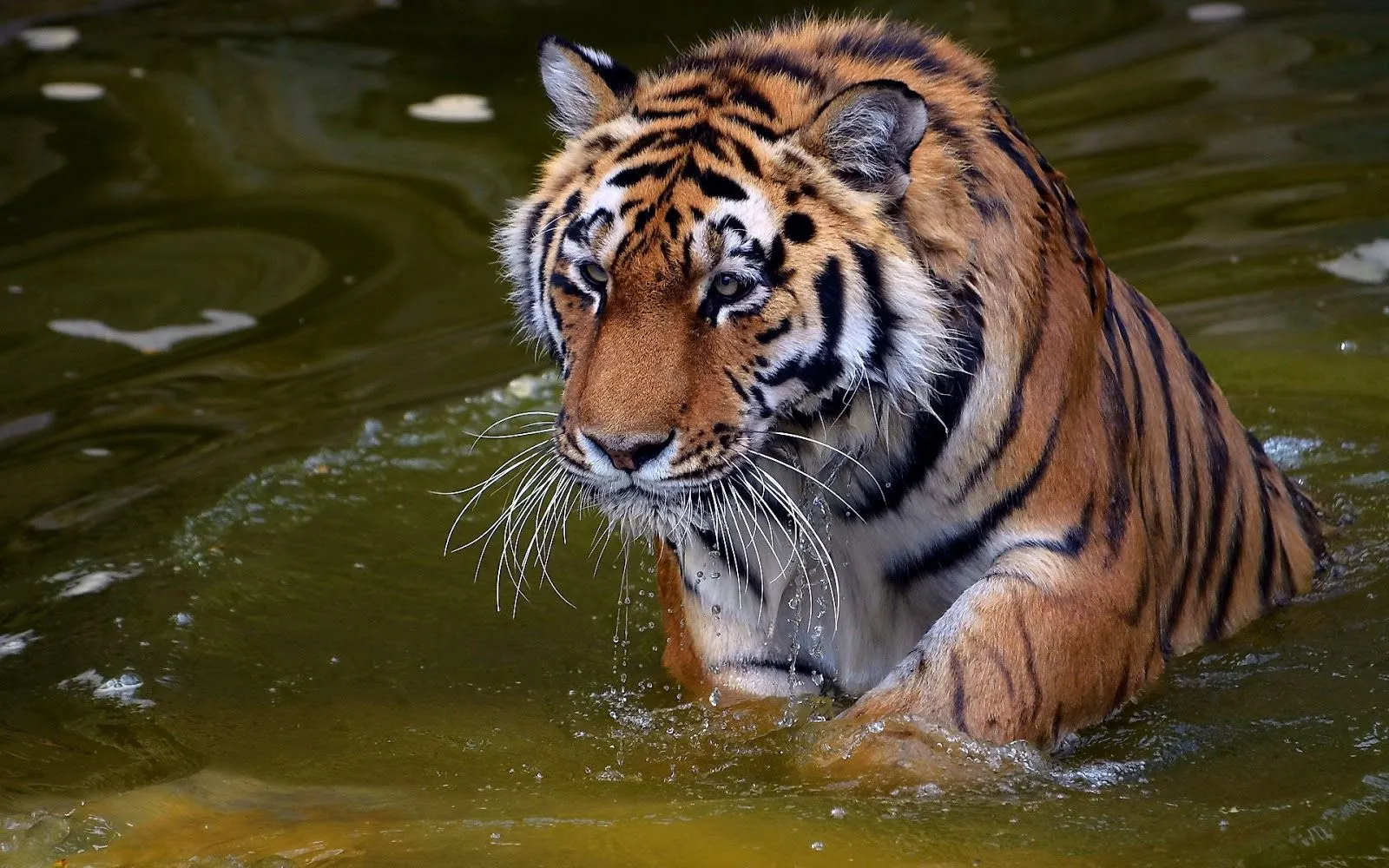 Fotos de Tigres en HD - Imagenes de Pantheras Tigris | Fotos e ...