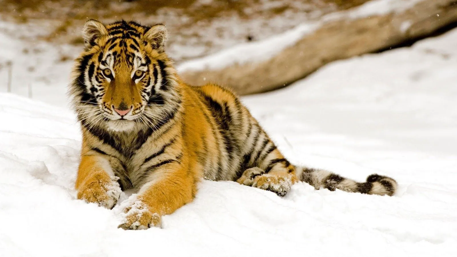 Fotos de Tigres en la Nieve | Fotos e Imágenes en FOTOBLOG X