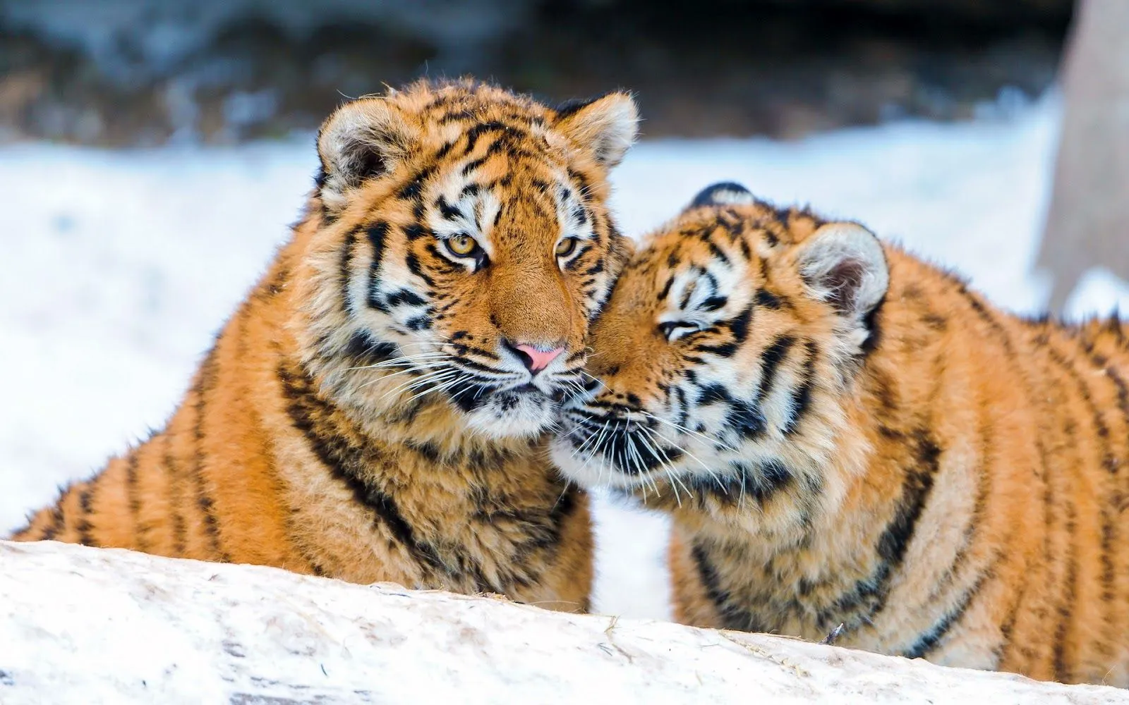 Fotos de Tigres en la Nieve | Fotos e Imágenes en FOTOBLOG X