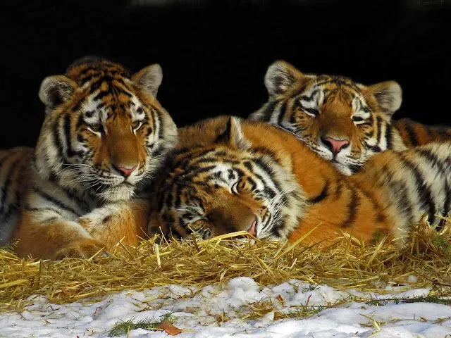 Fotos de trio de tigres para facebook | Imágenes y Fotos de Amor ...