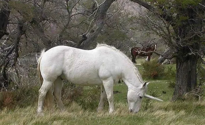 Fotos de unicornios reales - Imagui