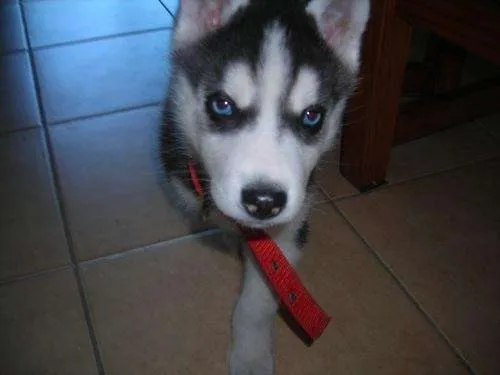 Fotos de URGENTE!!!!vendo perro siberiano cachorro - Buenos Aires ...