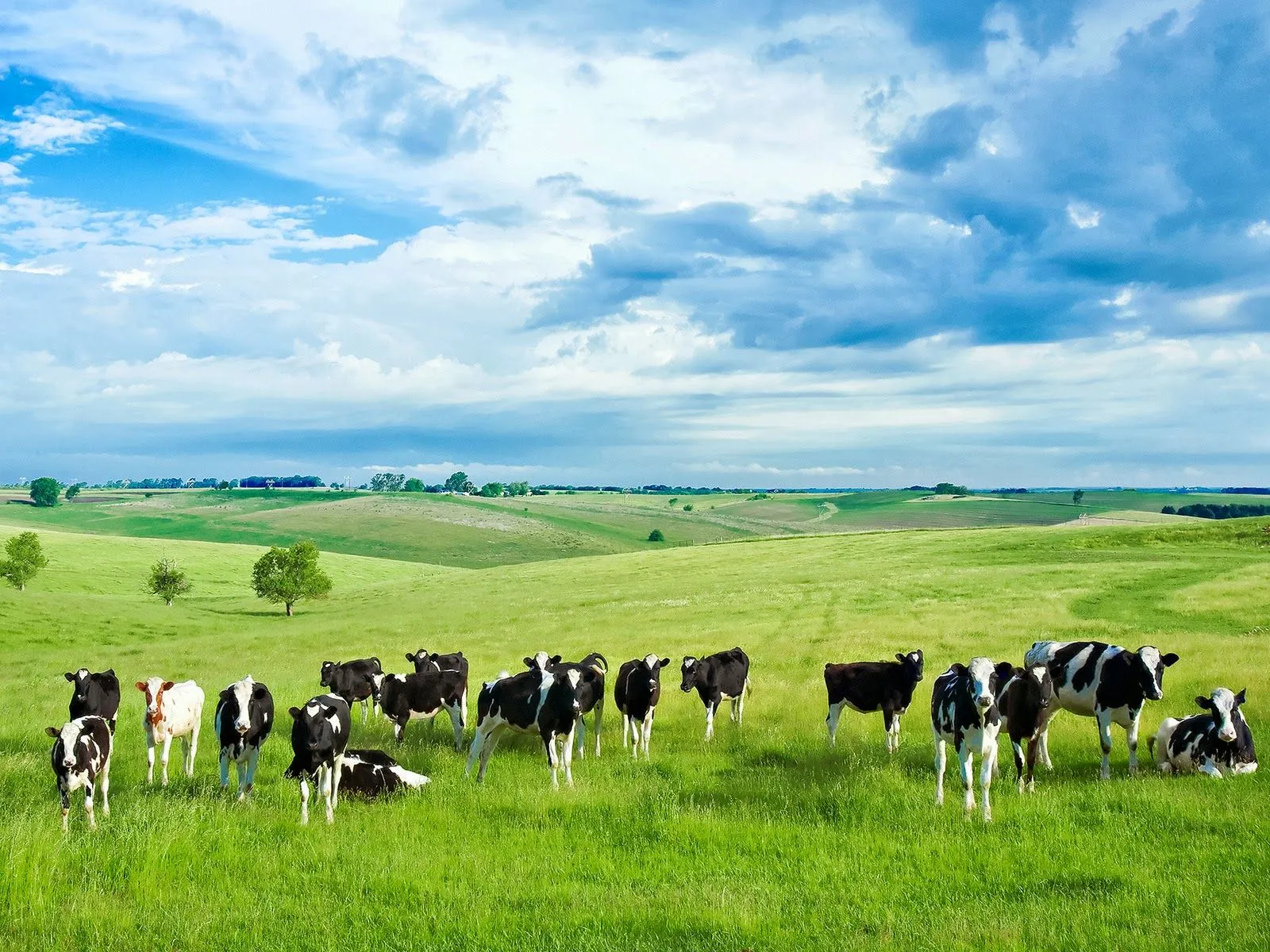 Fotos de vacas en el campo ~ Mejores Fotos del Mundo | Fotografías ...